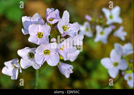 Cardamine des Prés / cuckooflower / Lady's smock (Cardamine pratensis) en fleurs Banque D'Images