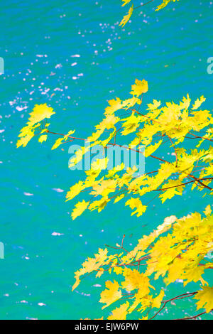 Effet pictural de maple acer feuilles sur l'eau bleu turquoise Banque D'Images