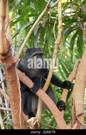 Un singe bleu diademed, Cercopithecus mitis, entre les branches dans le parc national du lac Manyara, en Tanzanie. Ce primat est nativ Banque D'Images