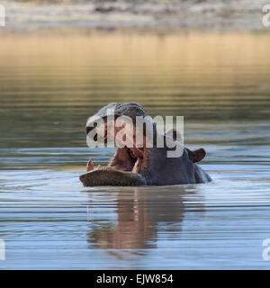 Close up hippo à avec tête de l'eau en Afrique. Banque D'Images