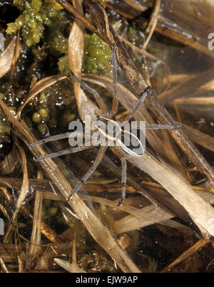 Araignées Dolomedes fimbriatus - Marais Banque D'Images