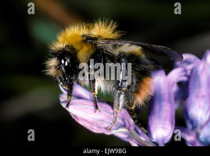 Début de Bourdon - Bombus pratorum Banque D'Images