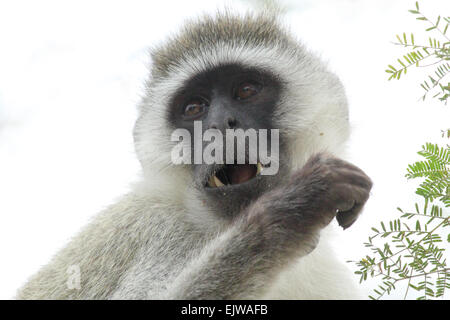 Portrait d'un singe, Chlorocebus pygerythrus. Ces singes ont principalement végétarien visages noirs et gris couleur des poils. Banque D'Images