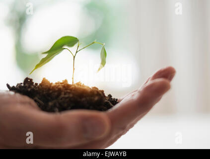 Close up of man's hand holding seedling Banque D'Images