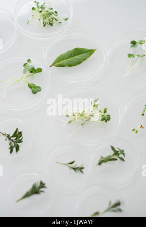 Close up de plantes en verrerie de laboratoire Banque D'Images