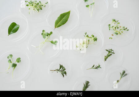 Close up de plantes en verrerie de laboratoire Banque D'Images