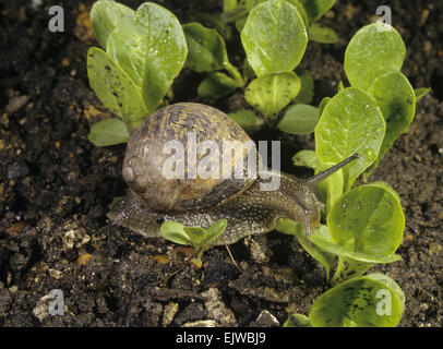 Escargot - Cornu aspersum Banque D'Images