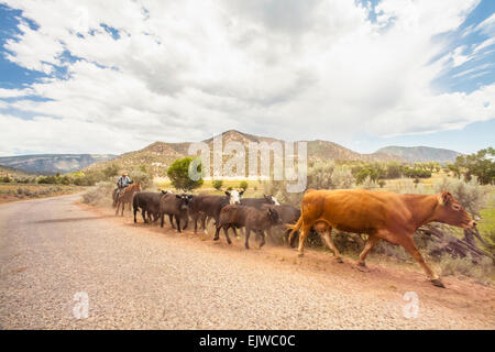 USA, Colorado, Cowboy avec bétail Banque D'Images