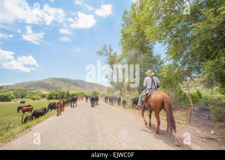 USA, Colorado, Cowboy avec bétail Banque D'Images