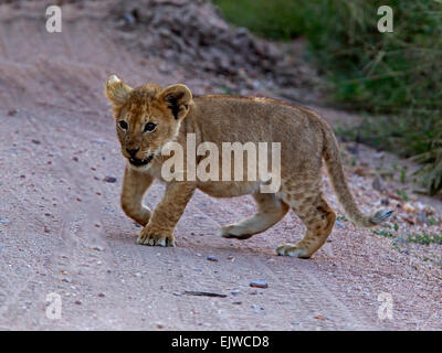 Lion marchant sur une piste Banque D'Images