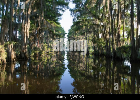 USA, Texas, Caddo Lake State Park, vue panoramique du lac Banque D'Images