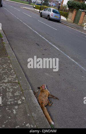 Mort d'un renard européenne se trouve dans une route de banlieue du sud de Londres, Angleterre. Banque D'Images