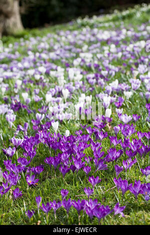 Les crocus de printemps dans les prairies de plus en plus. Banque D'Images