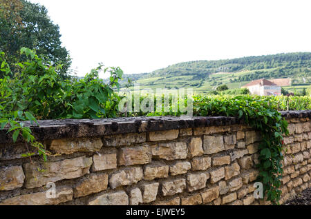 Virginia creeper (du Parthenocissus tricuspidata) finit aussi par un vieux mur de pierre à Santenay, en Côte-d'or, France. Banque D'Images