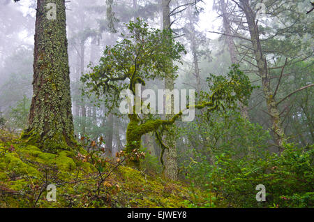 La forêt couverte de mousse dans le brouillard le long du ravin escarpé Dipsea - tour de piste sur Mt. Tamalpais State Park, Californie. Banque D'Images