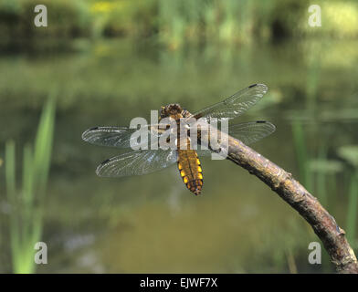 Grande taille femme Chaser - Libellula depressa Banque D'Images