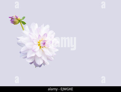 Fleur dahlia blanc et bud sur le doux fond violet. Banque D'Images