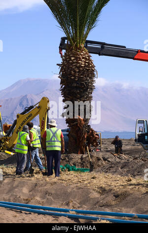 Les travailleurs non identifié, la plantation de palmiers le long de la plage, le 23 janvier 2015 à Iquique, Chili Banque D'Images