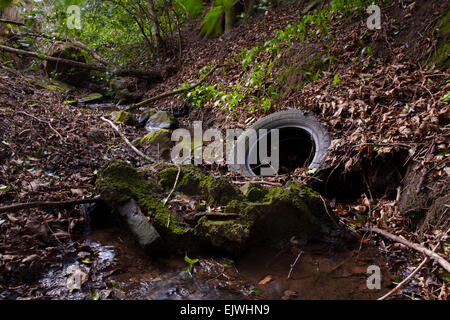 Ordures et déchets déversés dans un cours d'eau forestiers. Banque D'Images