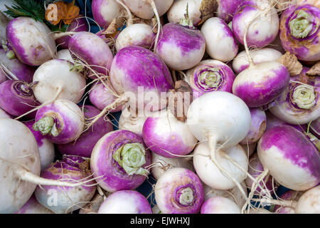 Racines de navets fraîchement fraîches dans le marché des agriculteurs locaux Turnip Brassica rapa subsp. Rapa « Purple Top » Banque D'Images