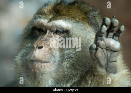 Une queue-moins le macaque, trouvés dans les montagnes de l'Atlas de l'Algérie et le Maroc avec une petite, peut-être introduit, dans la population Gibral Banque D'Images