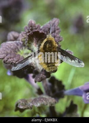 Bee-fly - Bombylius major Banque D'Images