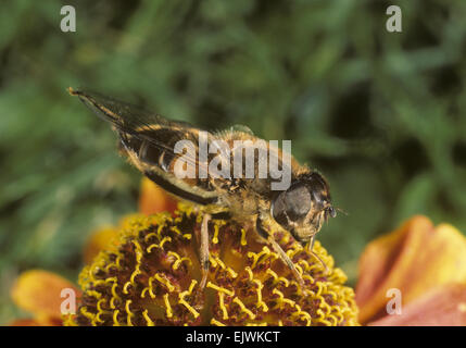 Eristalis tenax - Fly Drone Banque D'Images