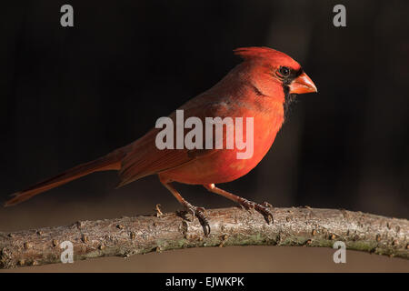 Cardinal rouge dans la lumière de l'après-midi Banque D'Images