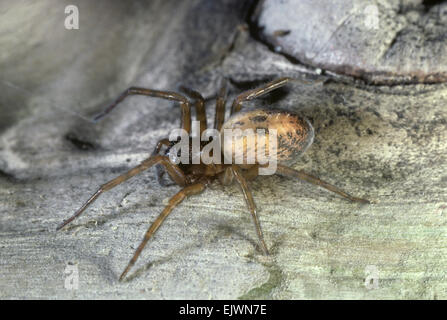 Lace-weaver Spider - Amaurobius similis Banque D'Images