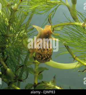 Escargot Lymnaea peregra errant - Banque D'Images