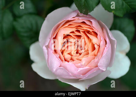 Rosa Peter Paul Rubens Banque D'Images