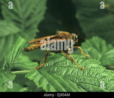 - Asilus crabroniformis Hornet Robberfly Banque D'Images