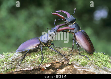 Stag Beetles - Lucanus cervus Banque D'Images