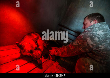 Kiev, Ukraine. 1er avril 2015. Chien de police et de formation. Berger allemand établit avec ses 2 semaines chiots à la formation de chien de milice et centre d'élevage, Kiev, Ukraine. 1 d'avril. Crédit : Oleksandr Rupeta photographe/Alamy Live News Banque D'Images