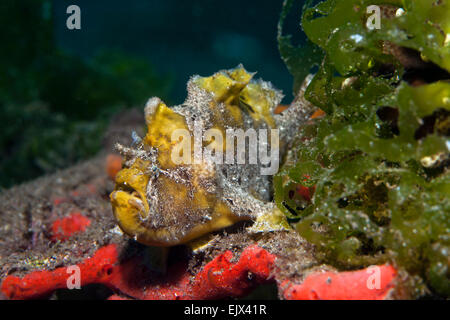 Poisson grenouille géant ou de Commerson (Antennarius commersonii), Secret Bay, Bali, Indonésie Banque D'Images