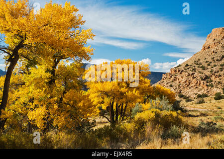 Sur la Chama treess Cottonwood River près du village de Abiquiu dans le nord du Nouveau Mexique tourner un brillant jaune doré. Banque D'Images