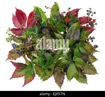 La bannière est faite de vieilles feuilles et baies d'automne raisins sauvages. Isolated on white Banque D'Images