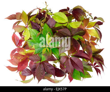 La bannière est faite de vieilles feuilles rouges de l'automne des raisins sauvages. Isolated on white Banque D'Images