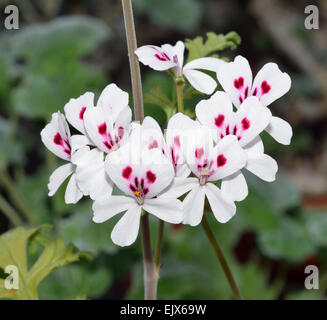 Géranium - Pelargonium echinatum Cactus originaire d'Afrique du Sud Banque D'Images