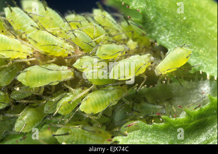 Rose - Pucerons Macrosiphum rosae Banque D'Images