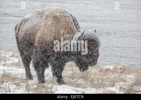 Bison d'Amérique en hiver Banque D'Images