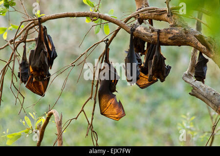 Petits renards volants rouges (Pteropus scapulatus) se reposant dans le parc national de Nitmiluk, territoire du Nord, Australie Banque D'Images