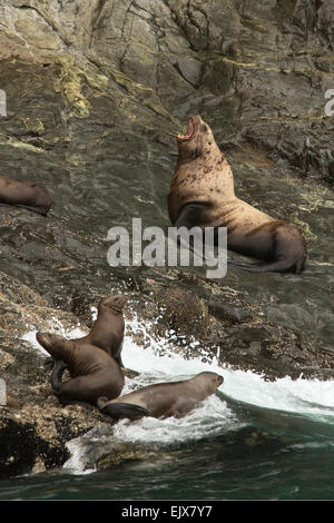 L'otarie de Steller dans Kenai Fjords National Park, Alaska Banque D'Images