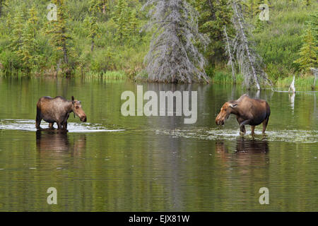 Interaction avec l'orignal (Alces americanus) dans le parc national Denali, Alaska Banque D'Images