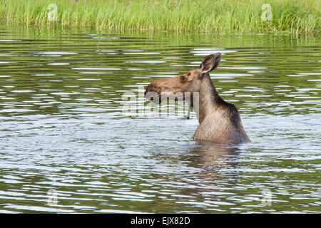 L'orignal (Alces americanus) se baignant dans le parc national de Denali, en Alaska Banque D'Images