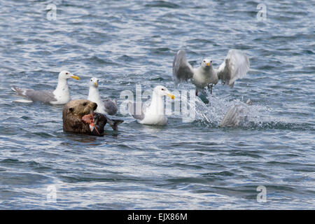 Goélands à ailes glouches (Larus glaucescens) Essayer de prendre une loutre de mer (Enhydra lutris) repas de saumon rose Banque D'Images