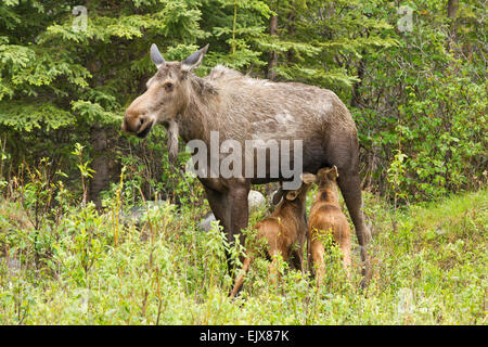 La vache à l'orignal qui allaite les veaux (Alces americanus) dans le parc national Denali, en Alaska Banque D'Images