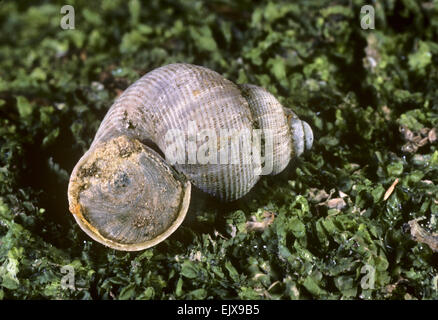 Bouche ronde Pomatias elegans - Escargot Banque D'Images
