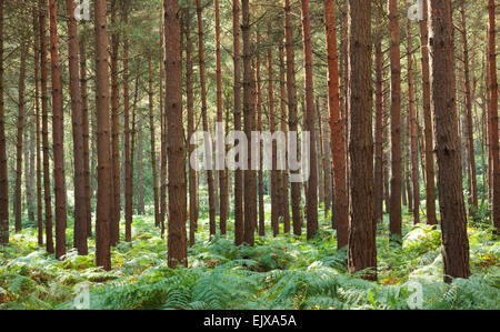 Plantés près des arbres de pin sylvestre et de fougères Banque D'Images