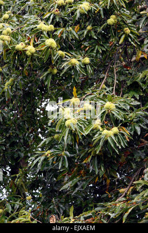 CASTANEA SATVA. SWEET CHESTNUT TREE. Banque D'Images